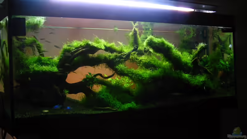 Besatz im Aquarium Bachlauf im Tiefsten Jungle /Nur noch Beispiel von johnK (32)