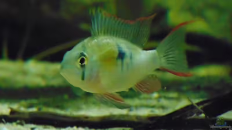 Besatz im Aquarium Bachlauf Riparium von Markaroni (46)