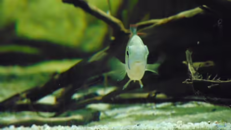 Besatz im Aquarium Bachlauf Riparium von Markaroni (47)