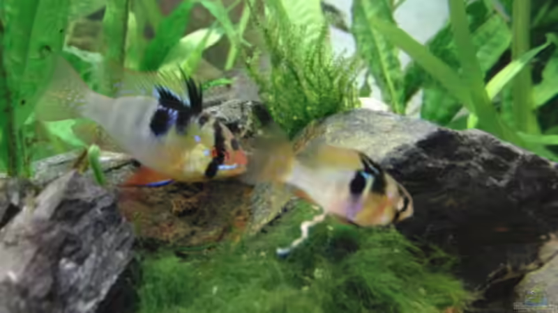 Besatz im Aquarium Back to Natur von Make (23)