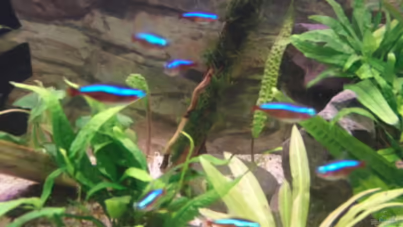 Besatz im Aquarium Back to Natur von Make (24)