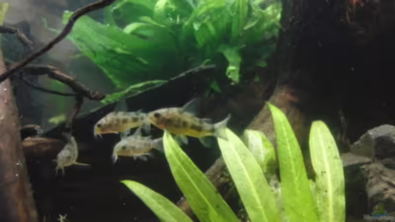 Besatz im Aquarium Back to Natur von Make (25)