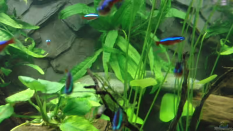 Besatz im Aquarium Back to Natur von Make (26)