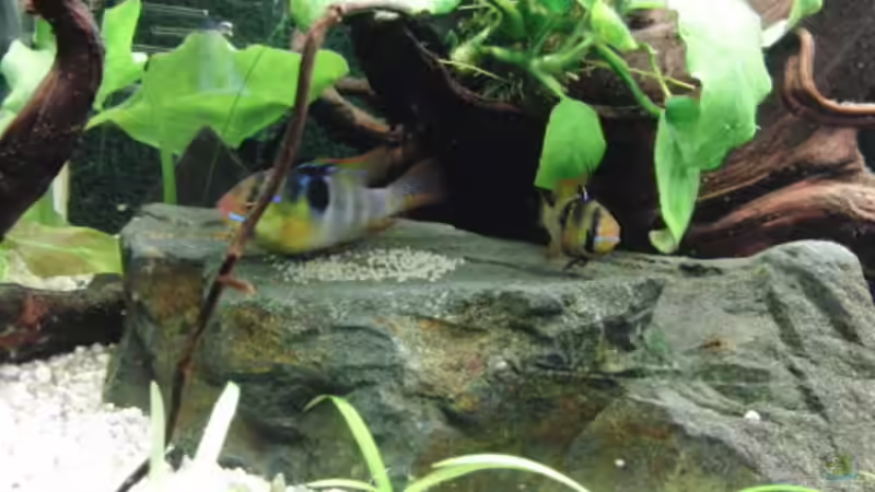 Besatz im Aquarium Back to Natur von Make (27)