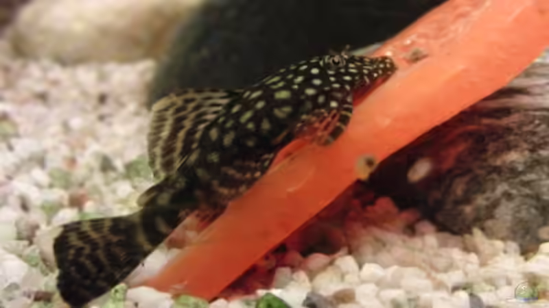 Besatz im Aquarium Back to Natur von Make (28)