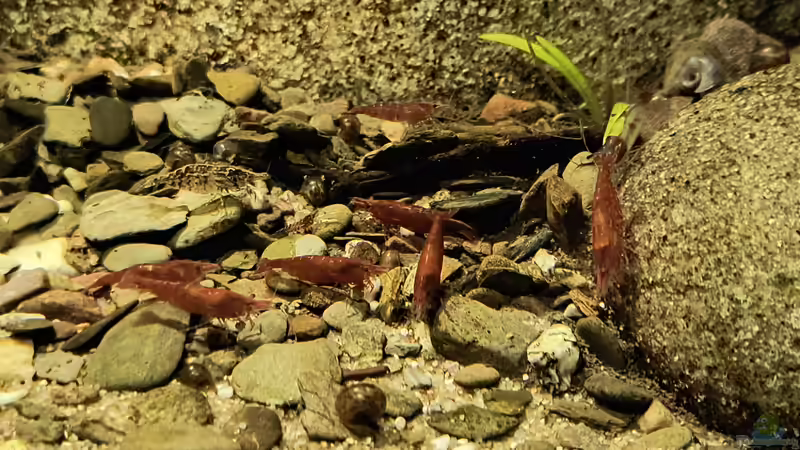 Besatz im Aquarium Back to the roots - Restart von Blackwater (18)