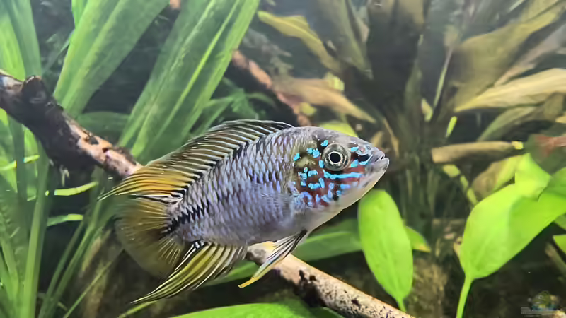 Besatz im Aquarium Back to the roots - Restart von Blackwater (20)