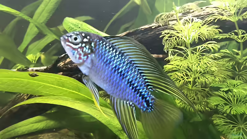 Besatz im Aquarium Back to the roots - Restart von Blackwater (22)