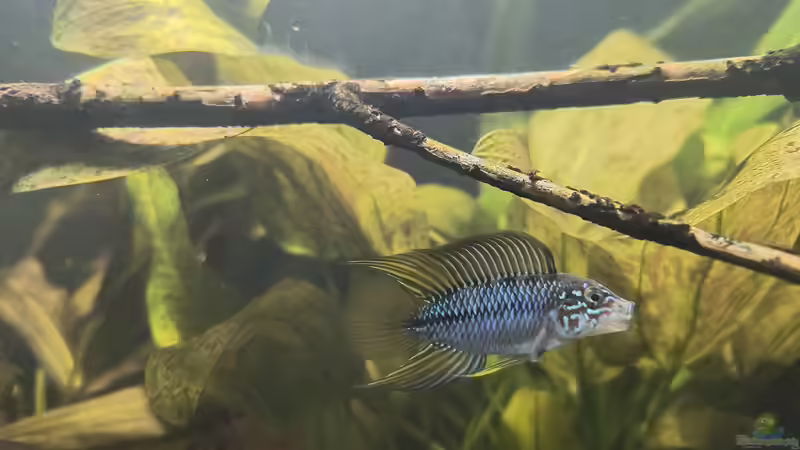 Besatz im Aquarium Back to the roots - Restart von Blackwater (23)