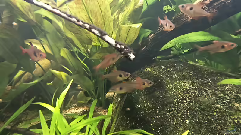 Besatz im Aquarium Back to the roots - Restart von Blackwater (24)