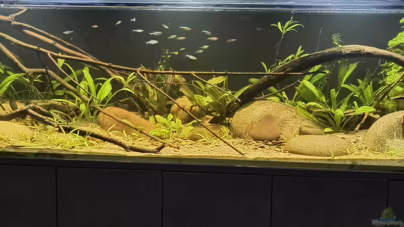 Besatz im Aquarium Back to the roots - Restart von Blackwater (25)