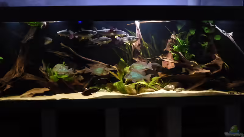 Besatz im Aquarium Back to the roots (aufgelöst) von Blackwater (15)