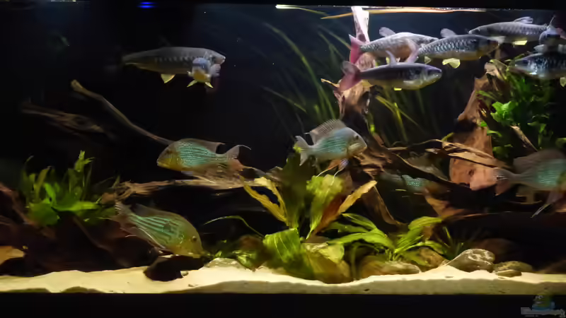 Besatz im Aquarium Back to the roots (aufgelöst) von Blackwater (16)