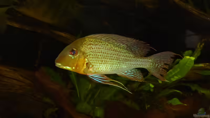 Besatz im Aquarium Back to the roots (aufgelöst) von Blackwater (18)