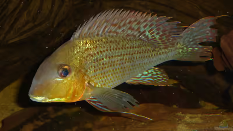 Besatz im Aquarium Back to the roots (aufgelöst) von Blackwater (19)