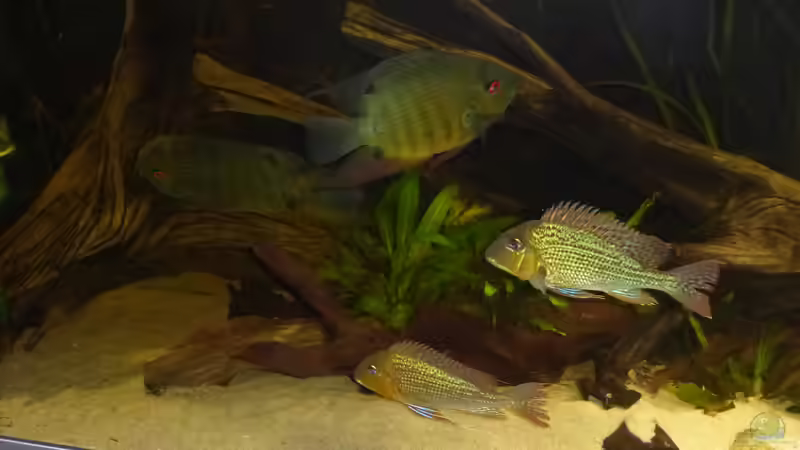 Besatz im Aquarium Back to the roots (aufgelöst) von Blackwater (20)