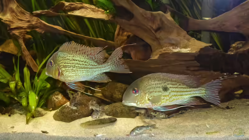 Besatz im Aquarium Back to the roots (aufgelöst) von Blackwater (21)