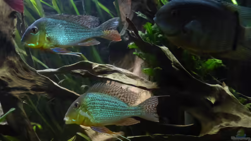 Besatz im Aquarium Back to the roots (aufgelöst) von Blackwater (23)