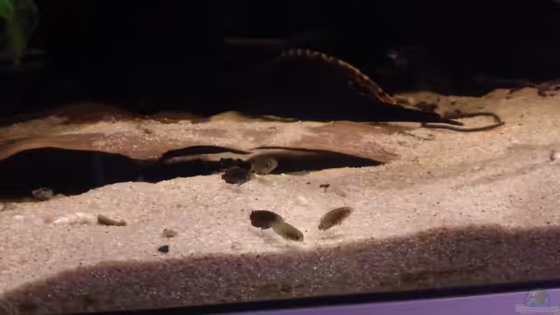 Besatz im Aquarium Back to the roots (aufgelöst) von Blackwater (26)