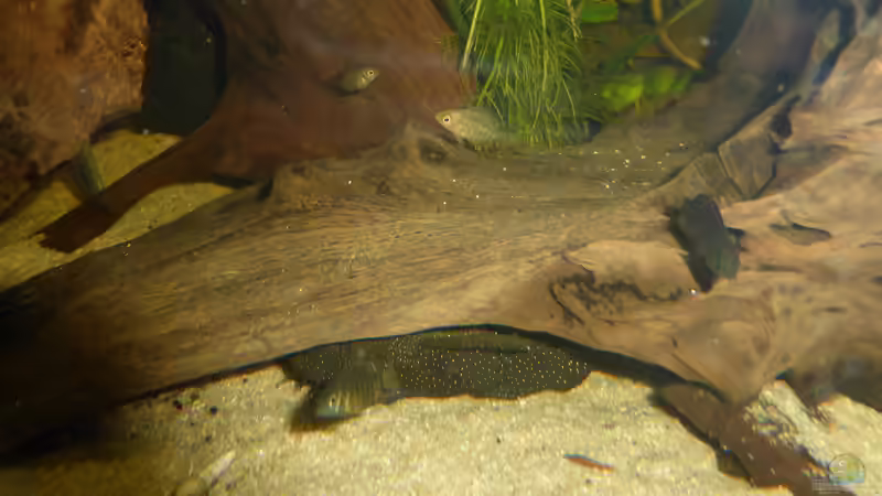 Besatz im Aquarium Back to the roots (aufgelöst) von Blackwater (27)