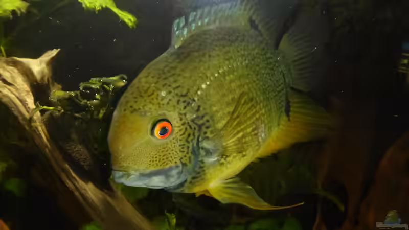 Besatz im Aquarium Back to the roots (aufgelöst) von Blackwater (28)