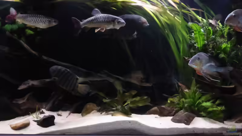 Besatz im Aquarium Back to the roots (aufgelöst) von Blackwater (30)