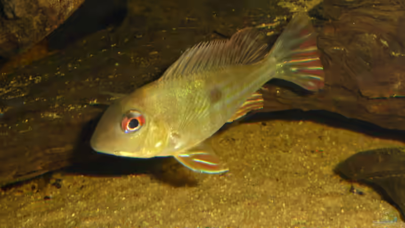 Besatz im Aquarium Back to the roots (aufgelöst) von Blackwater (38)