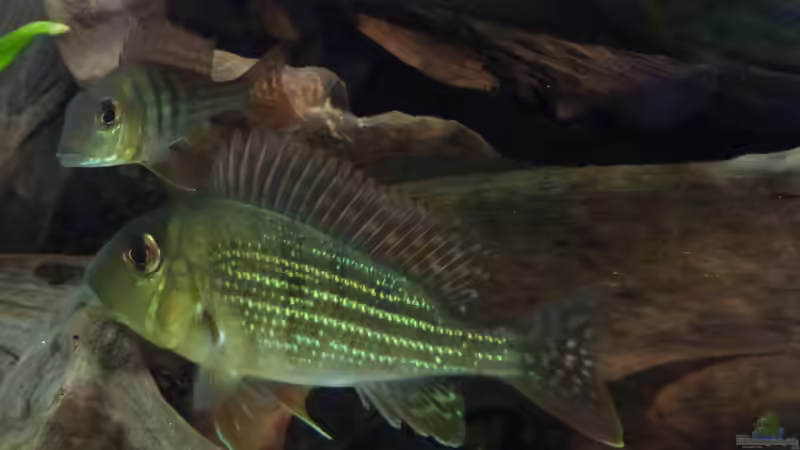 Besatz im Aquarium Back to the roots (aufgelöst) von Blackwater (39)