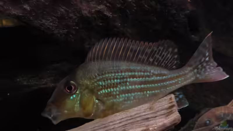 Besatz im Aquarium Back to the roots (aufgelöst) von Blackwater (40)