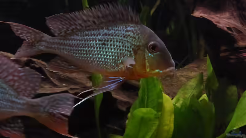 Besatz im Aquarium Back to the roots (aufgelöst) von Blackwater (42)