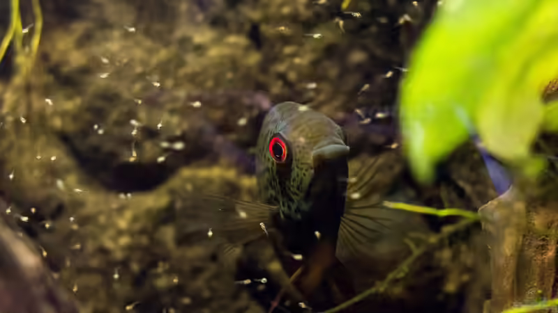 Besatz im Aquarium Back to the roots (aufgelöst) von Blackwater (44)