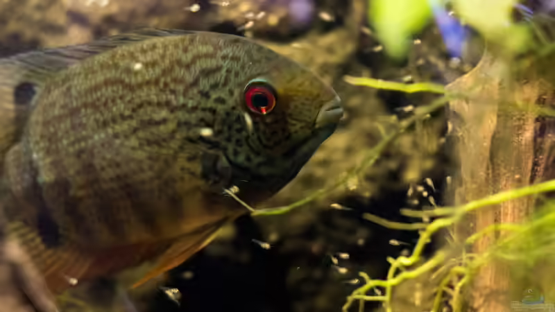 Besatz im Aquarium Back to the roots (aufgelöst) von Blackwater (45)