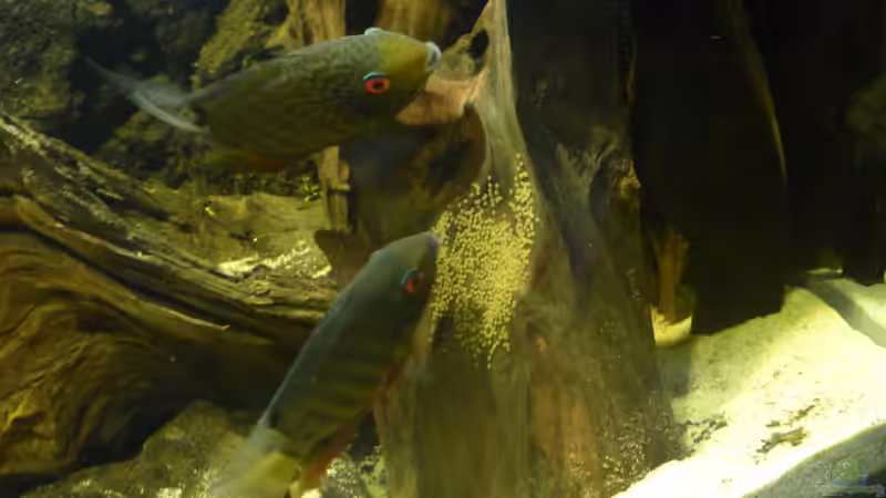 Besatz im Aquarium Back to the roots (aufgelöst) von Blackwater (46)