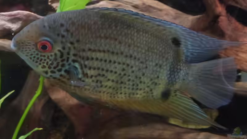 Besatz im Aquarium Back to the roots (aufgelöst) von Blackwater (47)