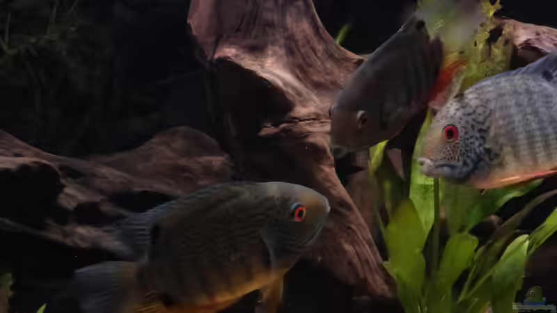 Besatz im Aquarium Back to the roots (aufgelöst) von Blackwater (48)