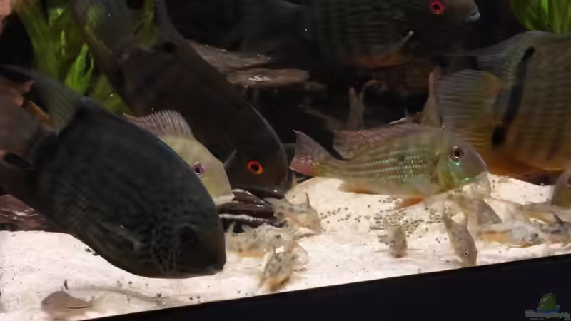 Besatz im Aquarium Back to the roots (aufgelöst) von Blackwater (49)