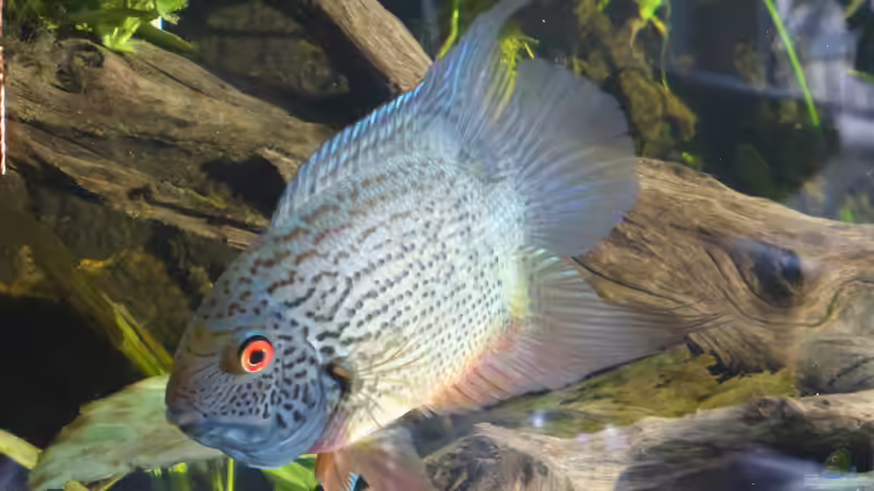 Besatz im Aquarium Back to the roots (aufgelöst) von Blackwater (51)