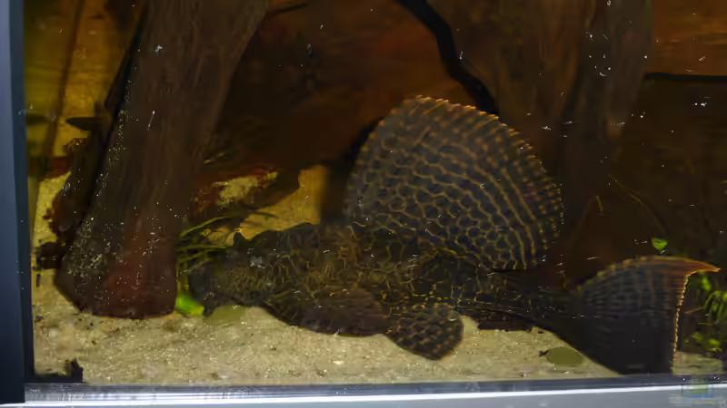 Besatz im Aquarium Back to the roots (aufgelöst) von Blackwater (58)