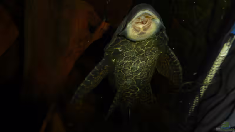 Besatz im Aquarium Back to the roots (aufgelöst) von Blackwater (60)