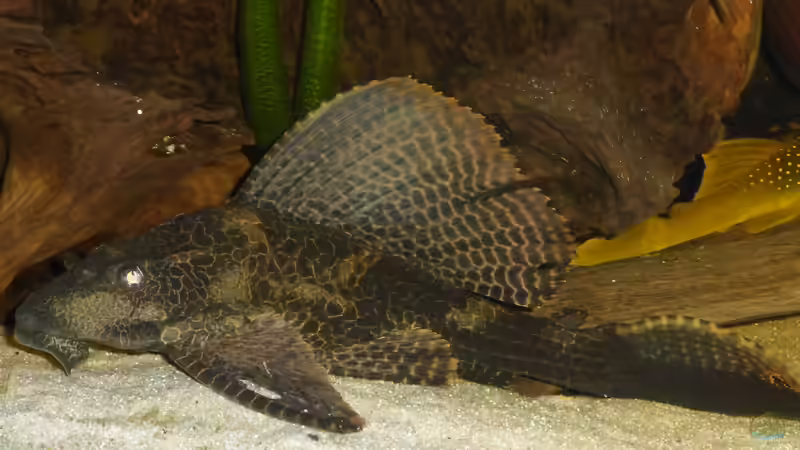 Besatz im Aquarium Back to the roots (aufgelöst) von Blackwater (61)