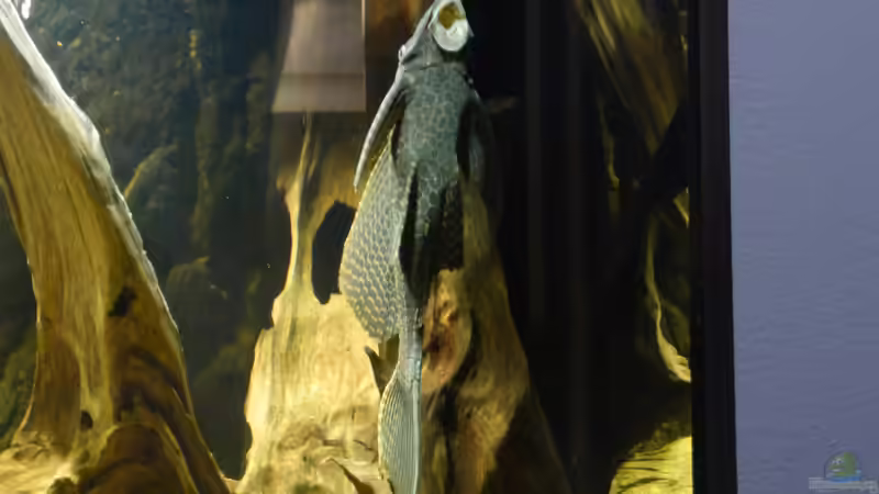 Besatz im Aquarium Back to the roots (aufgelöst) von Blackwater (62)