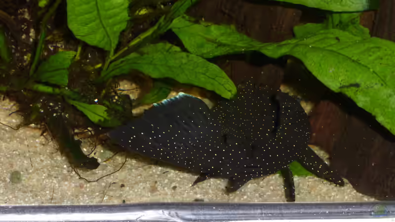 Besatz im Aquarium Back to the roots (aufgelöst) von Blackwater (65)