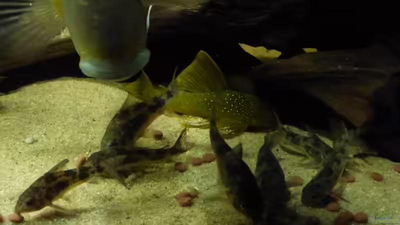 Besatz im Aquarium Back to the roots (aufgelöst) von Blackwater (66)