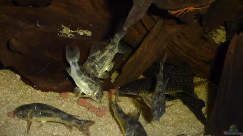 Besatz im Aquarium Back to the roots (aufgelöst) von Blackwater (67)