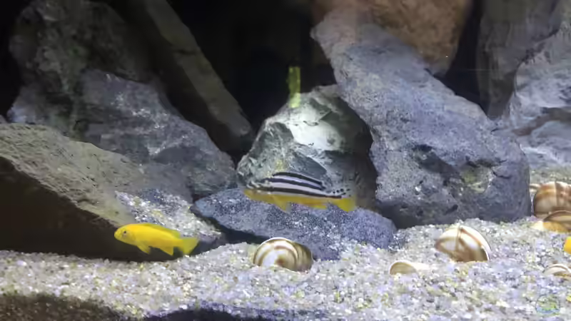 Besatz im Aquarium Back to the stones von der Steirer (5)