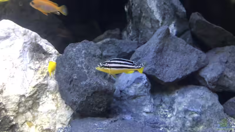 Besatz im Aquarium Back to the stones von der Steirer (6)