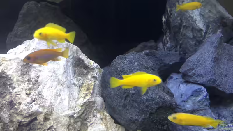 Besatz im Aquarium Back to the stones von der Steirer (8)