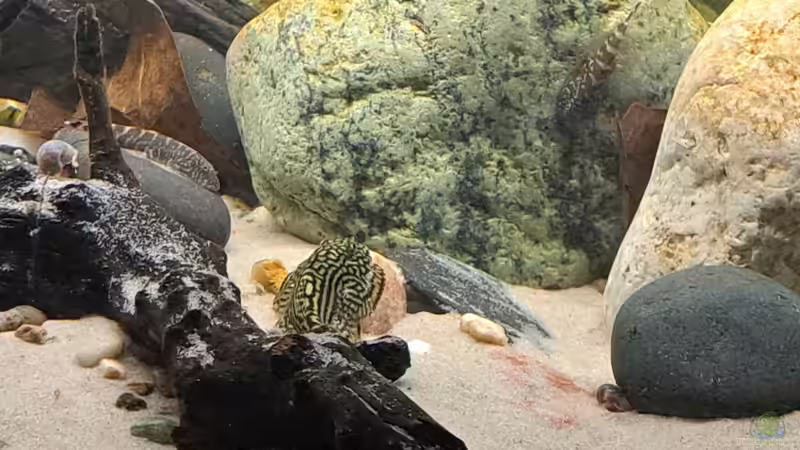 Besatz im Aquarium Back to Vietnam von okefenokee (20)