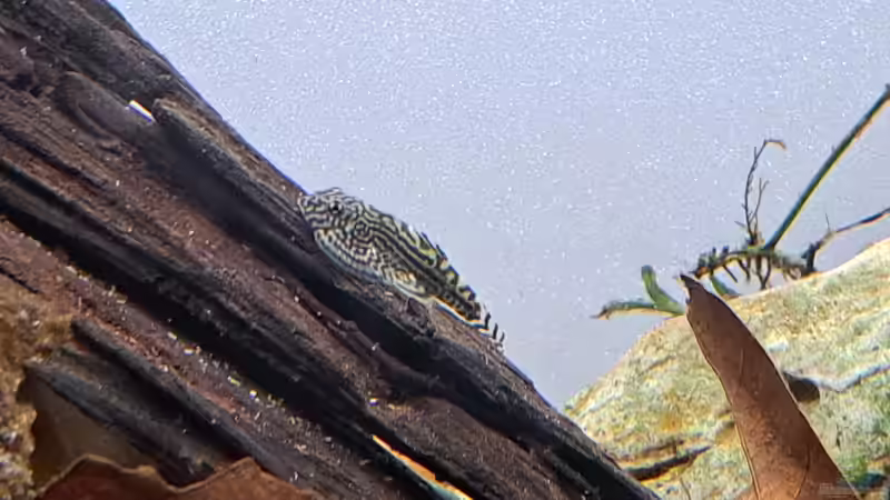 Besatz im Aquarium Back to Vietnam von okefenokee (21)