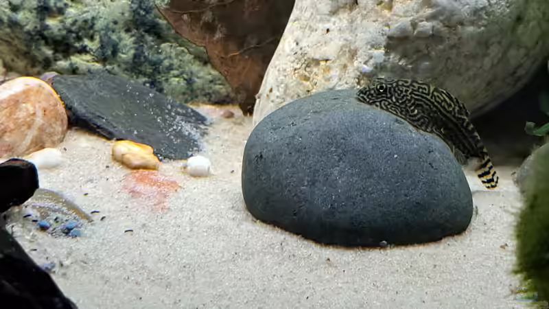 Besatz im Aquarium Back to Vietnam von okefenokee (23)